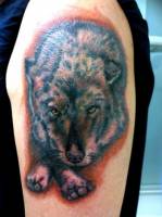 Tatuaje en color de un lobo agazapado