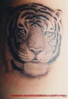 Tattoo de una cabeza de tigre