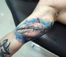 Tattoo de un tiburón nadando detrás del brazo